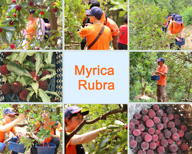 experience the fun of Myrica rubra